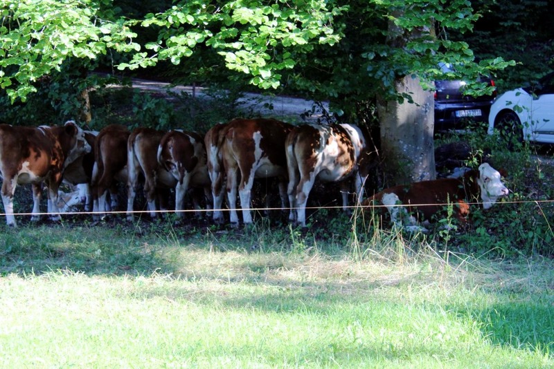 BSC-Deggingen Gallery